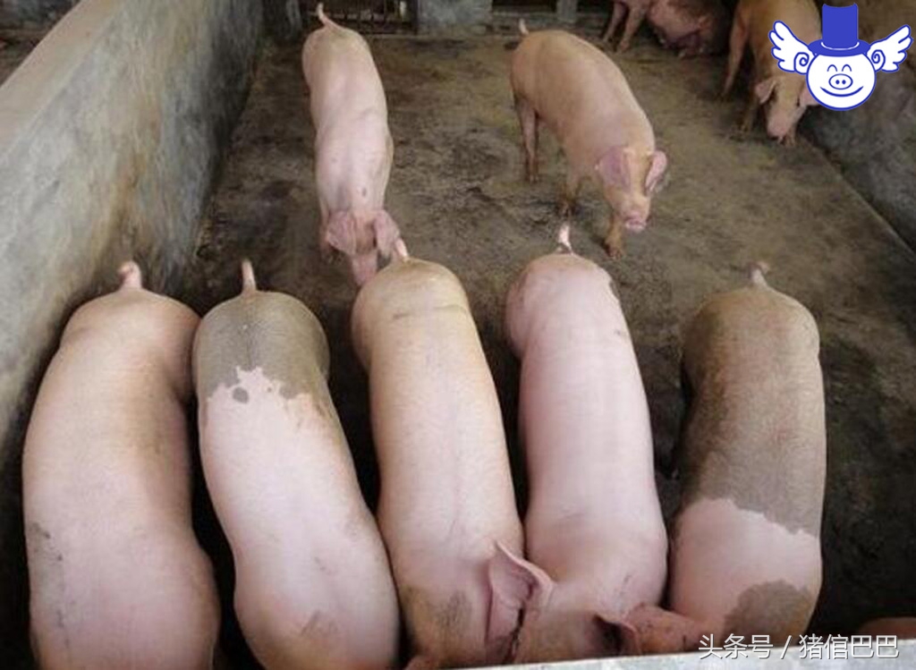 养猪粪水污染怎么办,水质被猪场污染怎么办