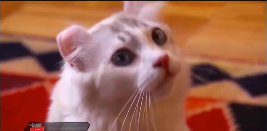 中国最贵的十种宠物猫,最贵的宠物猫有哪些