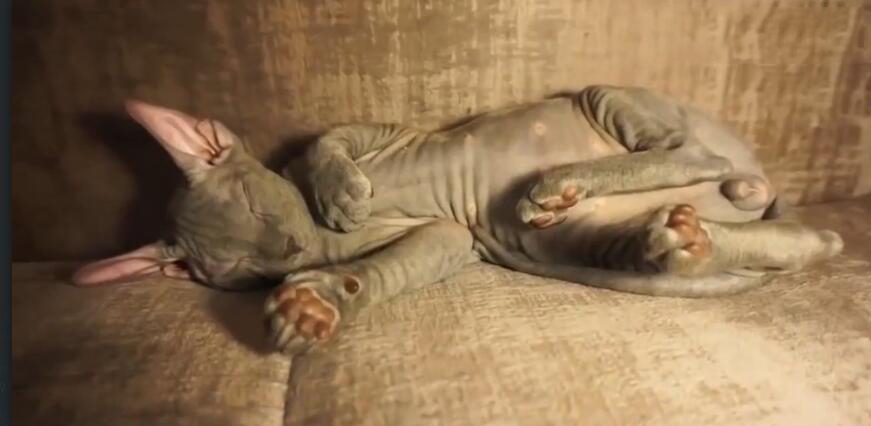 中国最贵的十种宠物猫,最贵的宠物猫有哪些