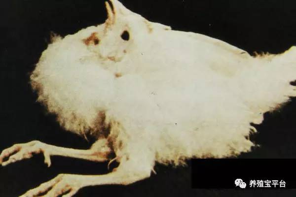 鸡腿部疾病产生的原因及预防措施,鸡腿部青紫是什么病