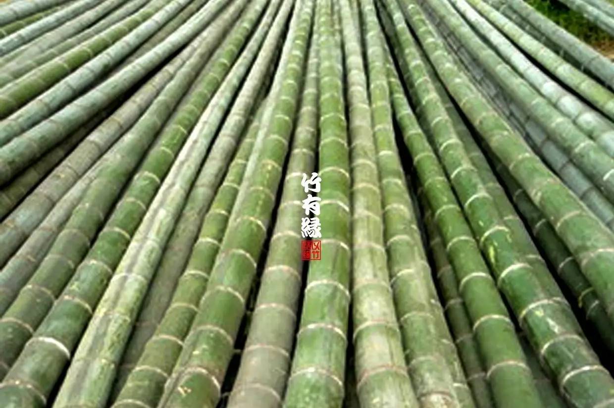 竹病害最佳防治方法,竹子养护小知识