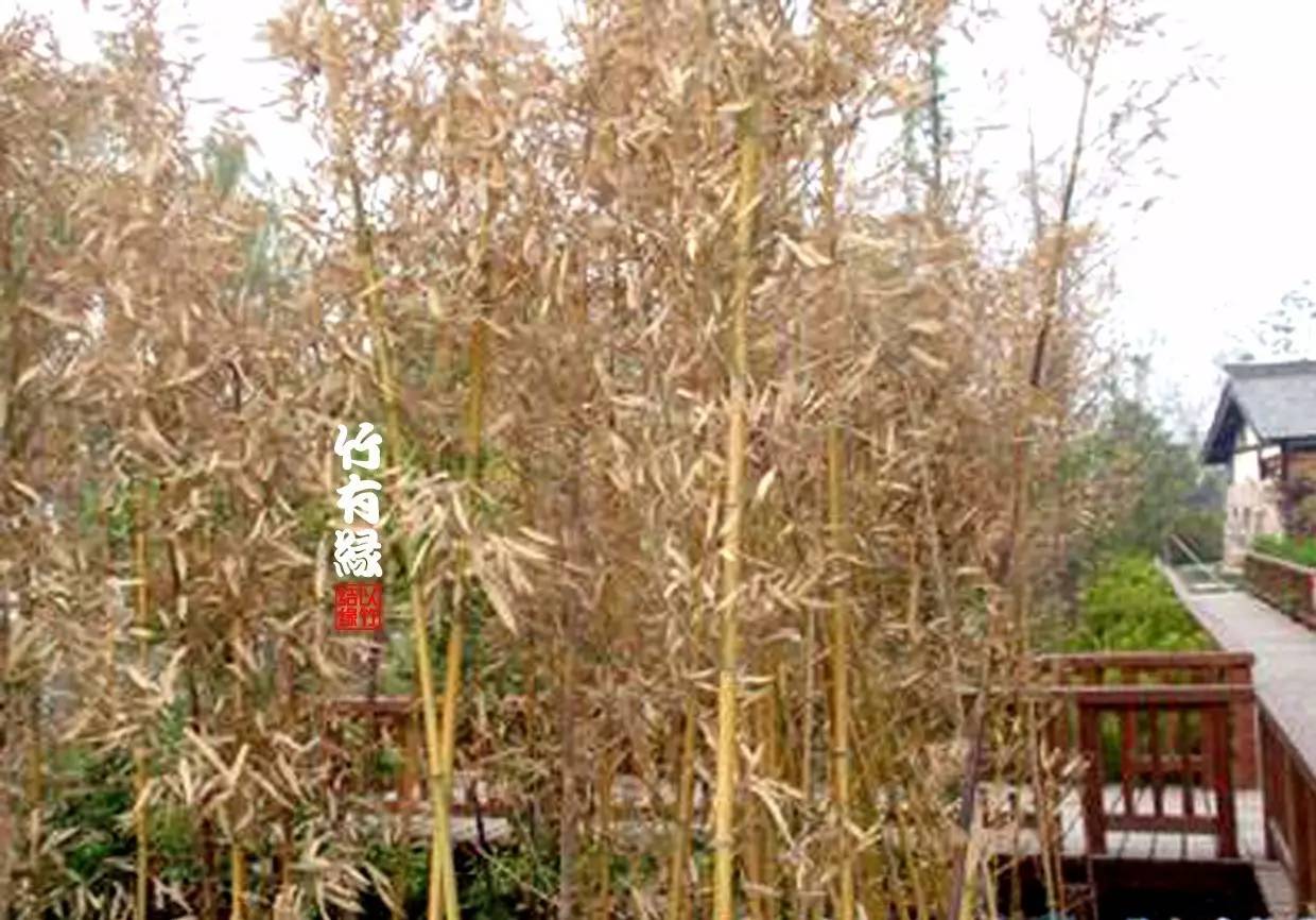 竹病害最佳防治方法,竹子养护小知识