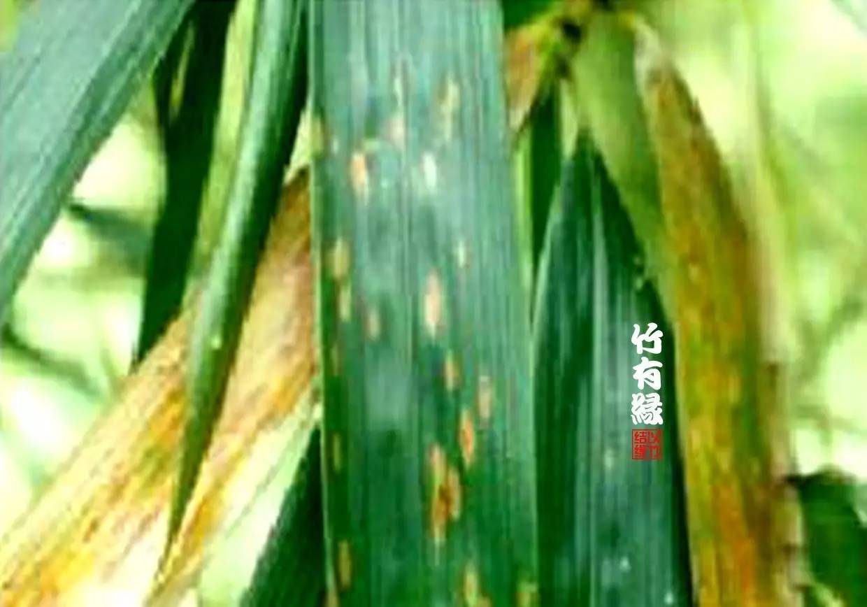 竹病害最佳防治方法,竹子养护小知识