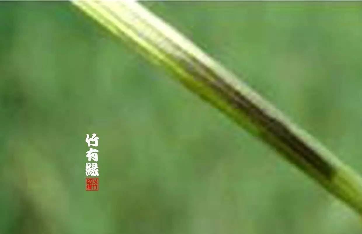 竹病害最佳防治方法,竹子养护小知识