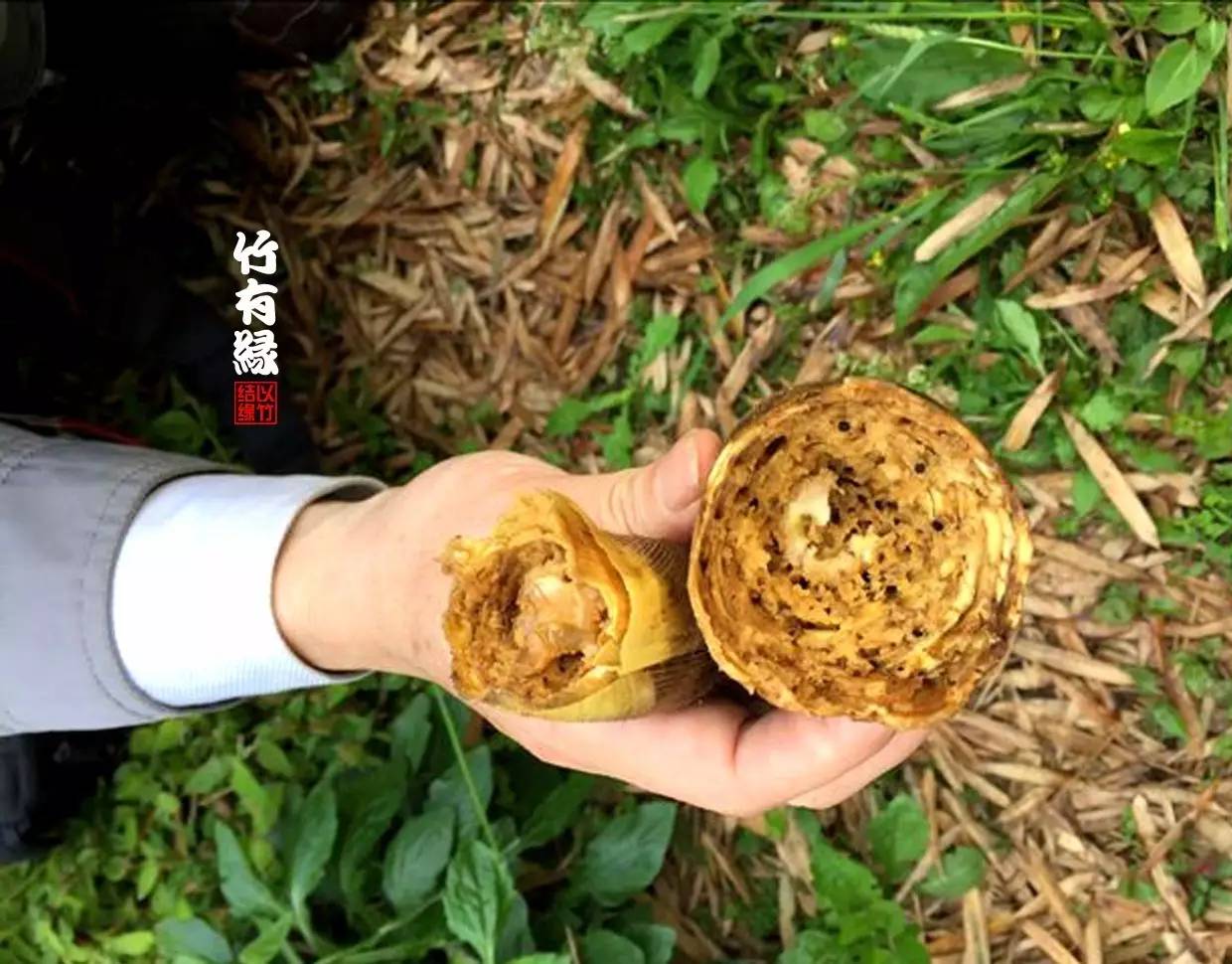 竹病害最佳防治方法,竹子养护小知识