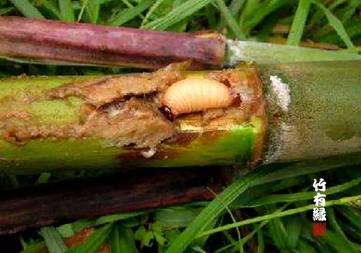 竹病害最佳防治方法,竹子养护小知识