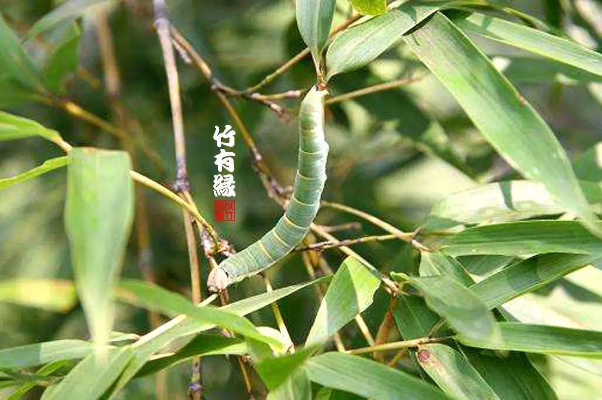 竹病害最佳防治方法,竹子养护小知识