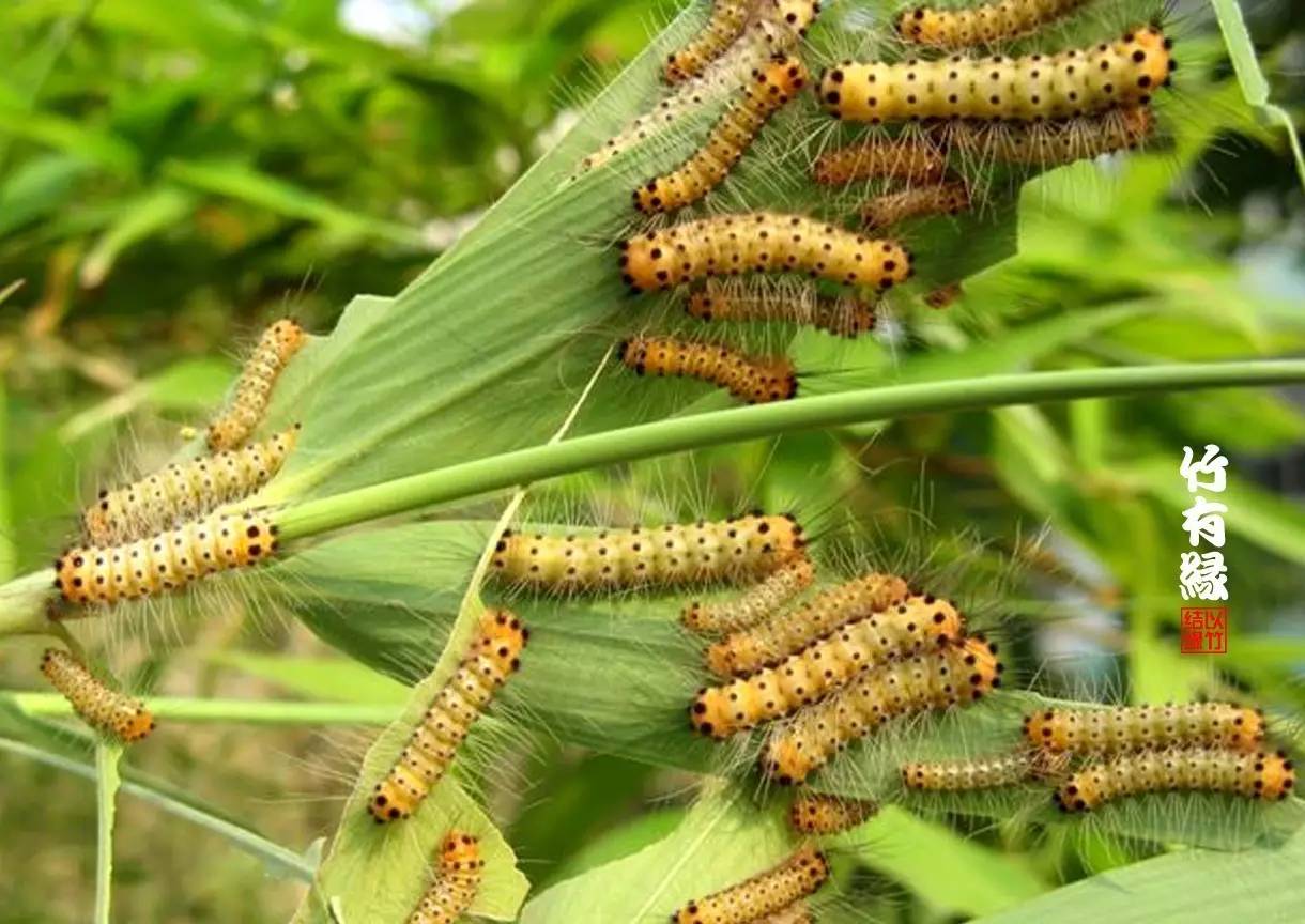 竹病害最佳防治方法,竹子养护小知识