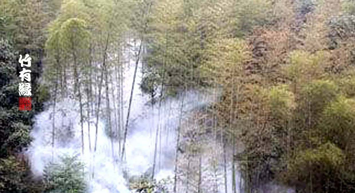 竹病害最佳防治方法,竹子养护小知识