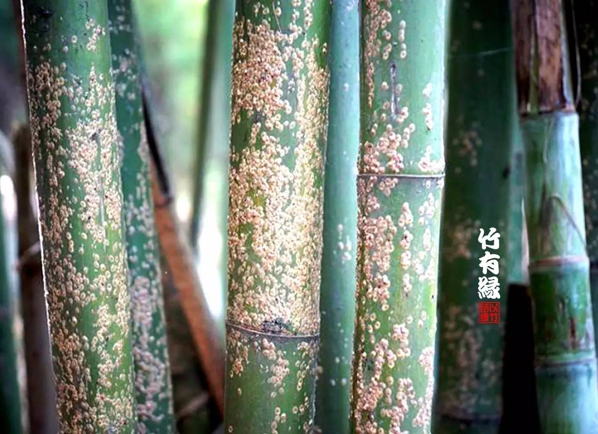 竹病害最佳防治方法,竹子养护小知识
