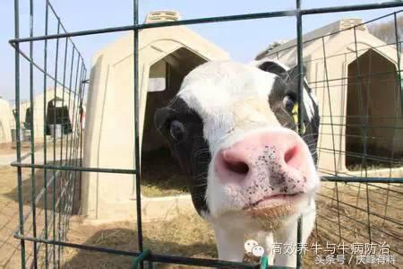 出生犊牛口炎病，只需一招！