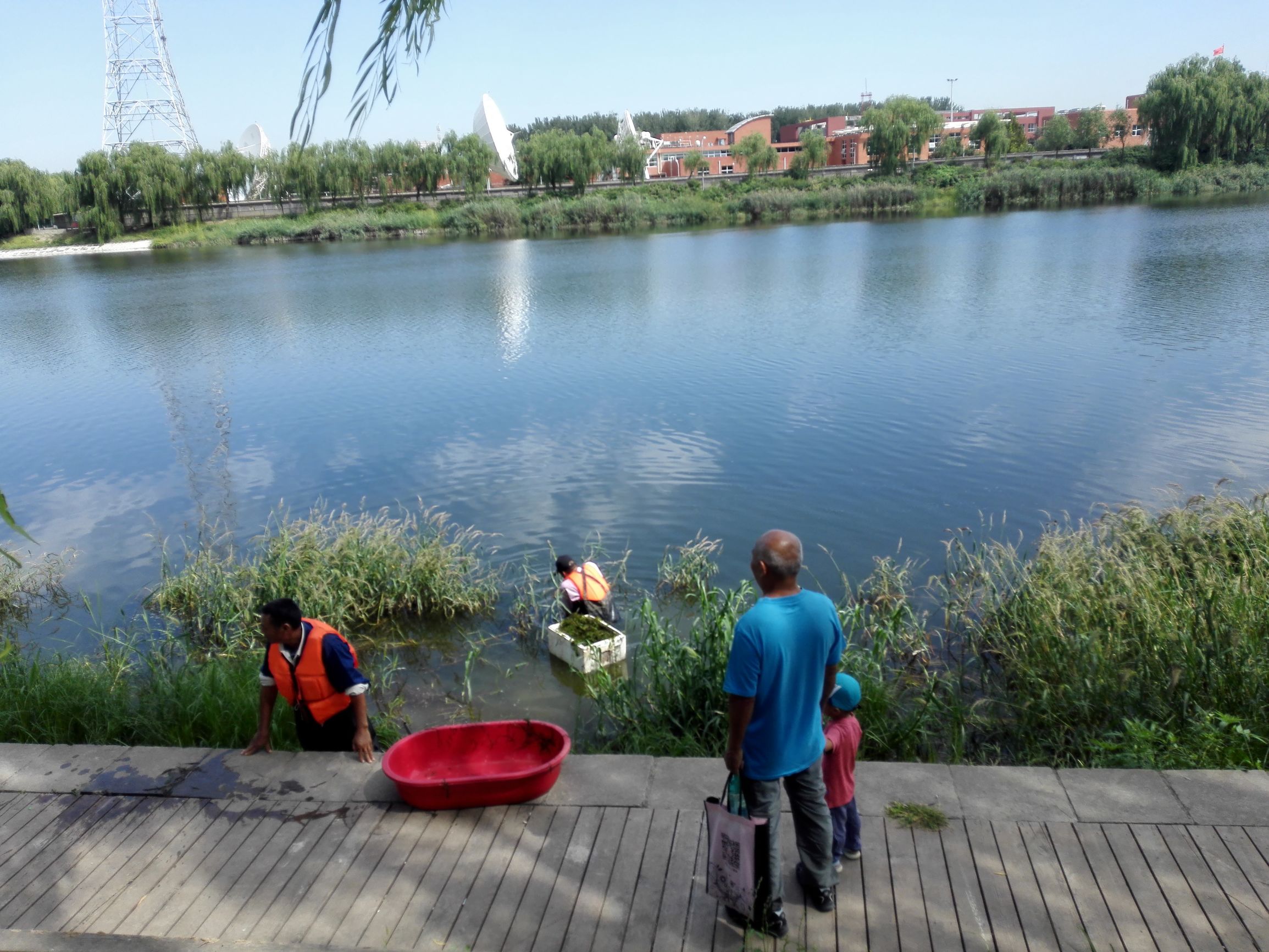 自驾上庄水库,渔塘垂钓赏荷花,管理大爷沿河种水草!