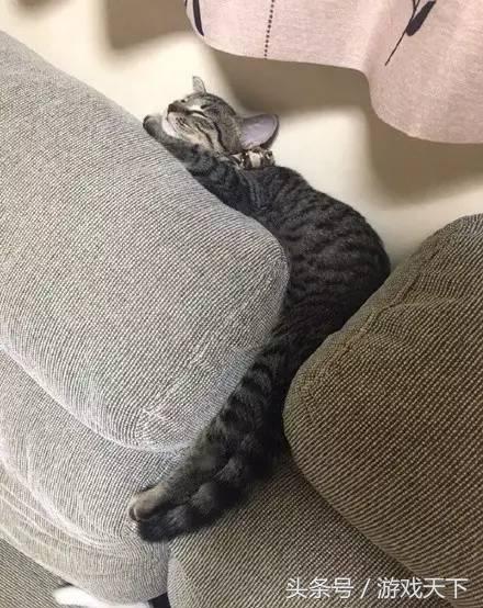 变戏精的猫,风情万种的猫