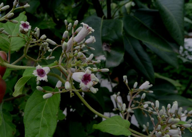 鸡屎藤能祛邪避病,臭鸡屎藤的危害