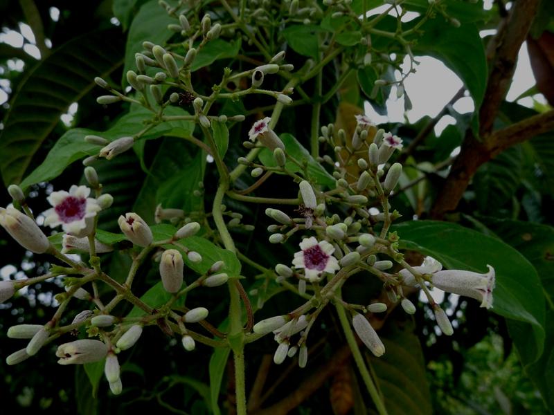 鸡屎藤能祛邪避病,臭鸡屎藤的危害