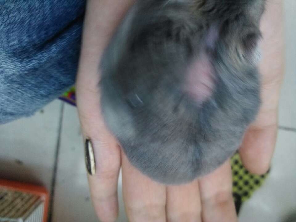 仓鼠老年鼠容易得的病,仓鼠真的有鼠病吗