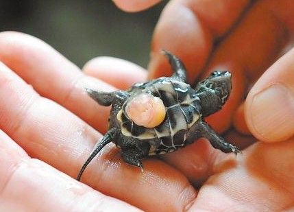 刚出壳的小乌龟怎样养?稚龟饲养注意事项