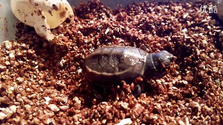 刚出壳的小乌龟怎样养?稚龟饲养注意事项