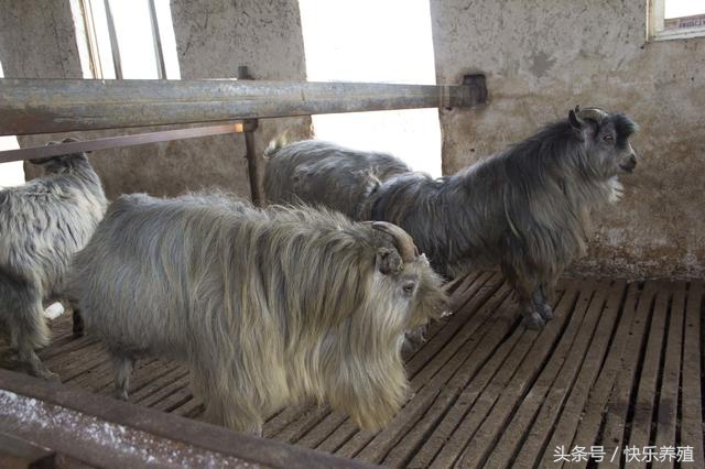 宠物羊怎么养殖,宠物羊养殖技术
