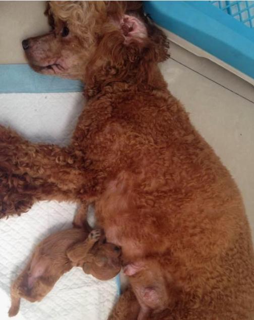 狗妈妈生4只小奶狗,狗妈生了14只小狗