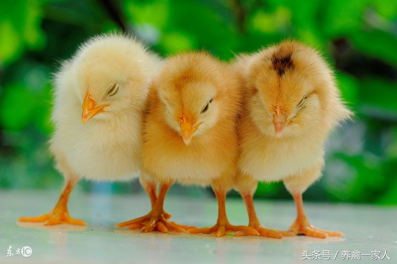 养殖鸡驱虫消毒用什么药好,养鸡出现鸡瘟怎么消毒