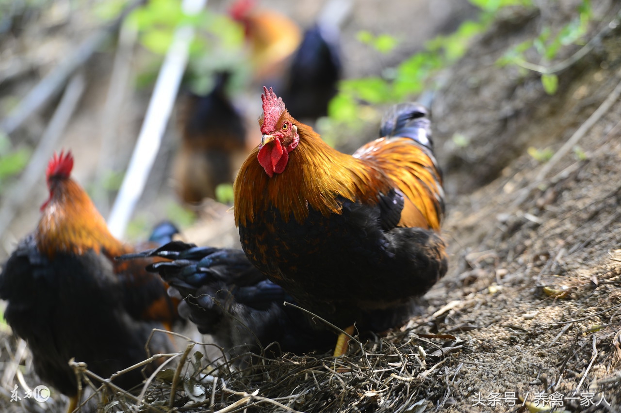 养殖鸡驱虫消毒用什么药好,养鸡出现鸡瘟怎么消毒