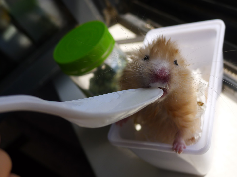 仓鼠老年鼠容易得的病,仓鼠真的有鼠病吗