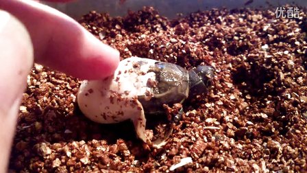 刚出壳的小乌龟怎样养?稚龟饲养注意事项