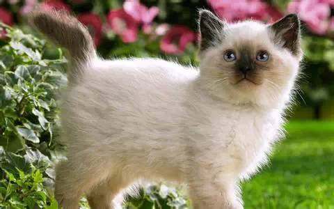 猫咪得了猫癣好得快的办法,猫咪得猫癣怎么才能彻底治愈