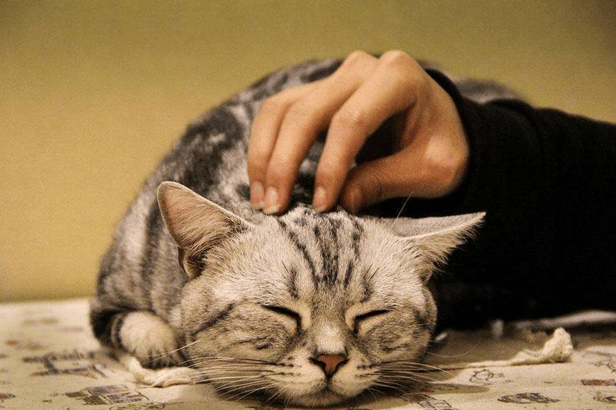 猫咪得了猫癣好得快的办法,猫咪得猫癣怎么才能彻底治愈