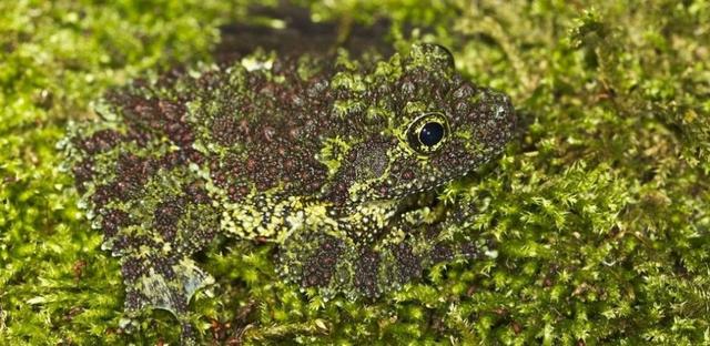 每个动物都有它的绝活,哪些动物有看家本领