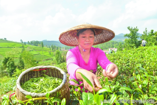 二十四节气白露高清图,二十四节气之白露儿歌
