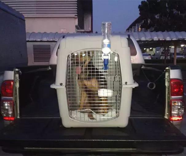 上海流浪狗幼崽被打死,上海宠物狗被打死爱狗人士