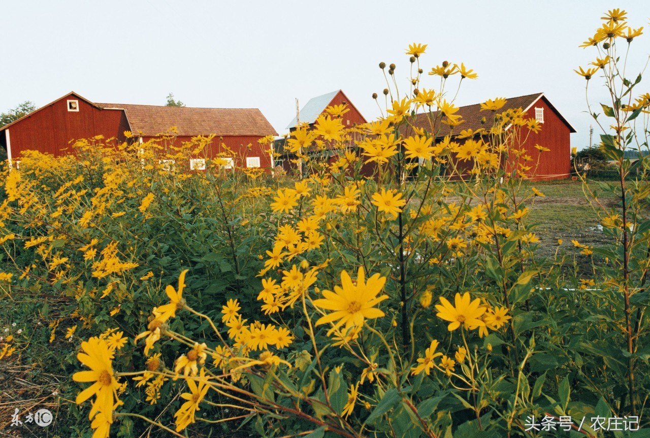 南京浦口农村一日游农家乐,南京浦口机场附近的农家乐