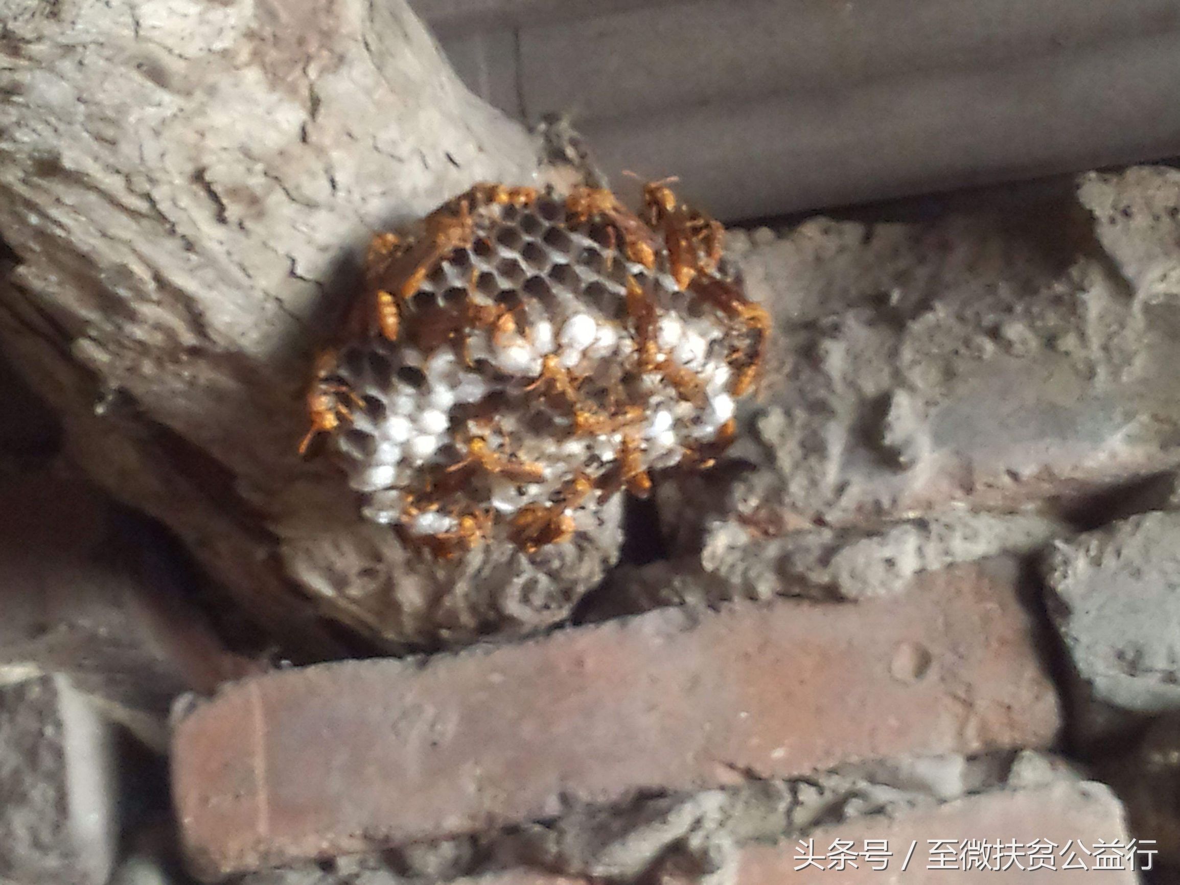 农村动物界的“四大天王”！招惹它们定会让你痛不欲生！