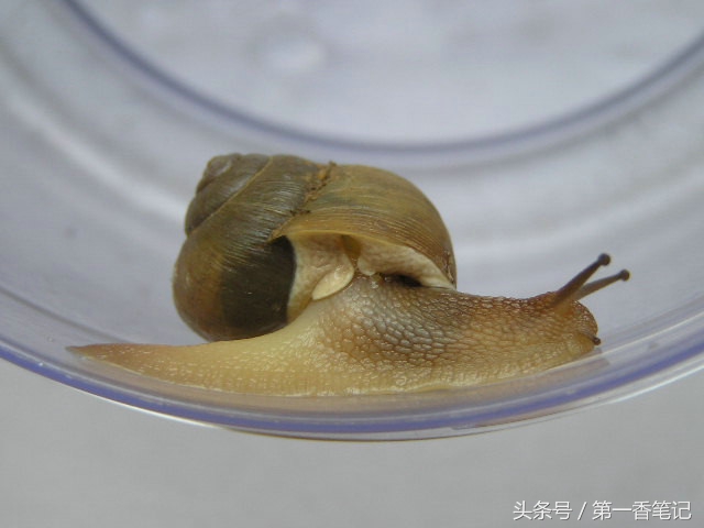 兰叶长介壳虫怎么处理,养兰宜忌