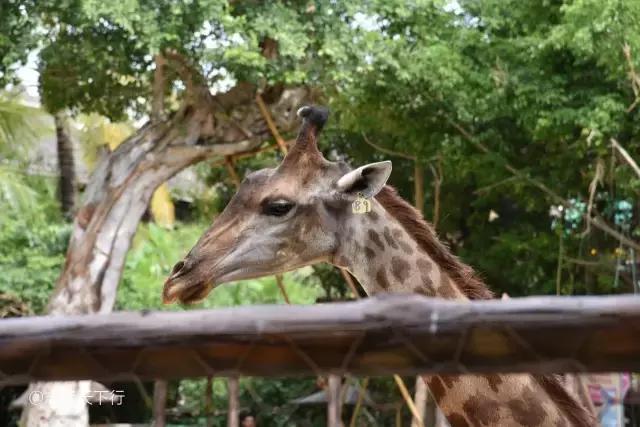 小女孩的三亚游,三亚合适小朋友玩的景区