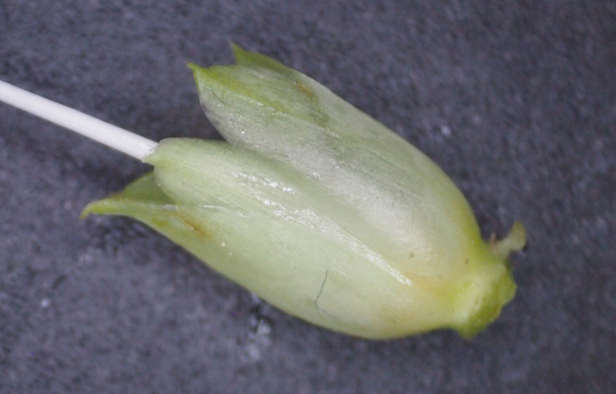 旋花:篱天剑斩妖除魔,大喇叭高奏凯歌