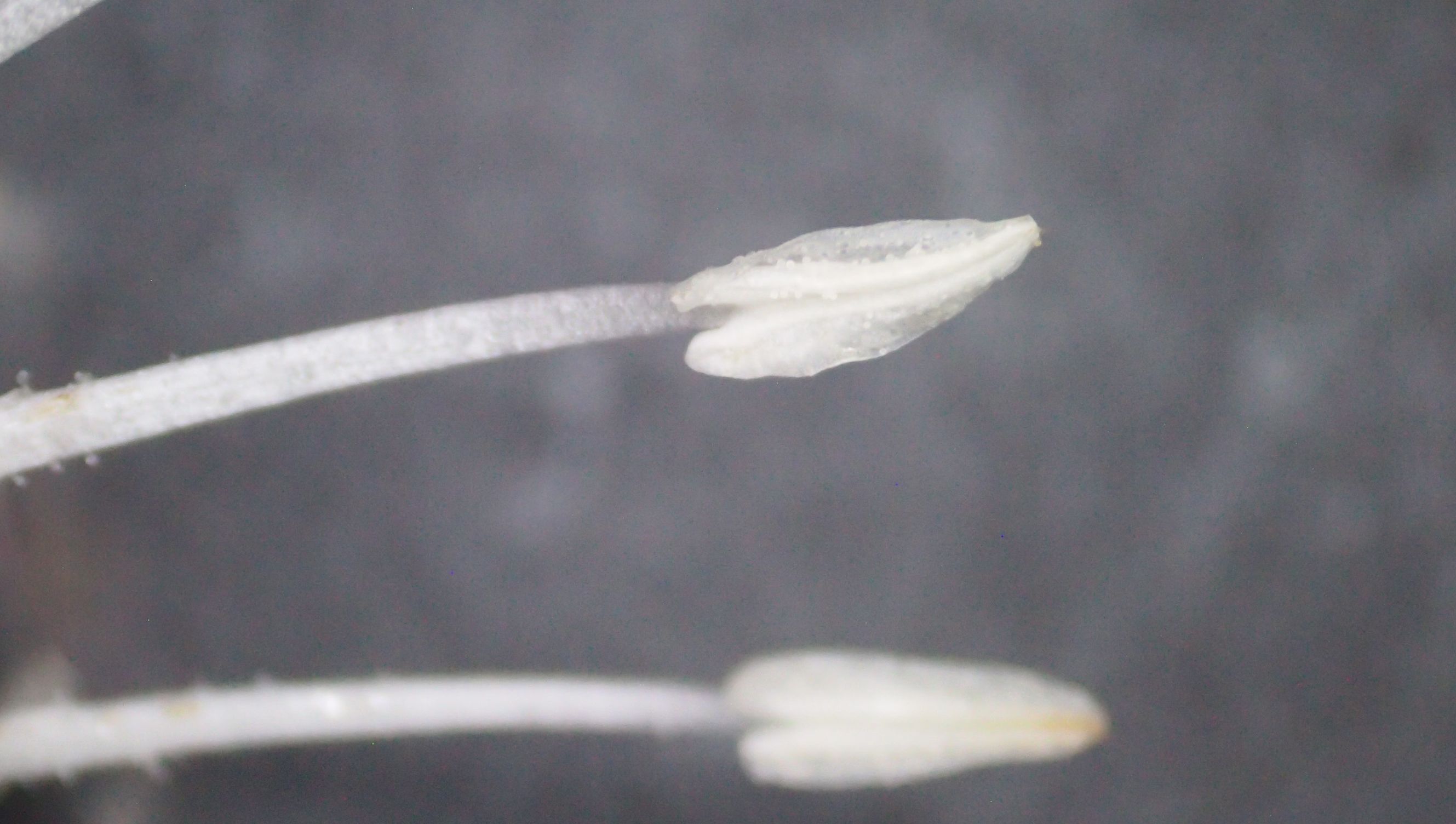 旋花:篱天剑斩妖除魔,大喇叭高奏凯歌