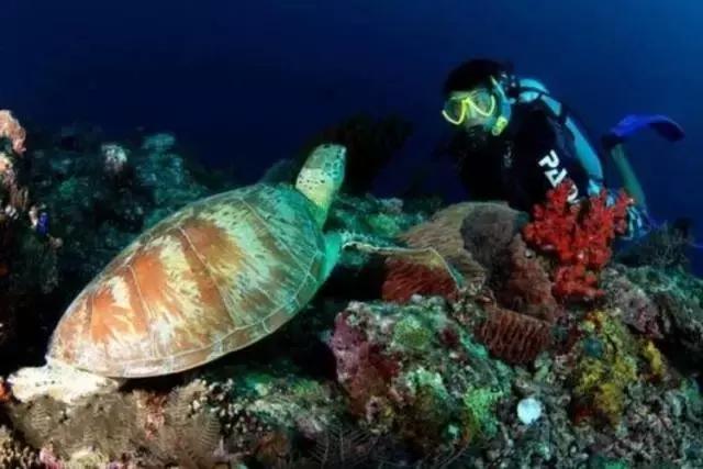 一个让人看了就想脱衣服的海岛，还能与漫天萤火虫共舞……