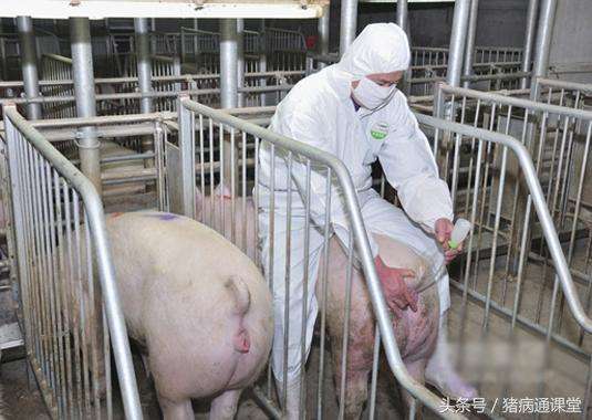 母猪人工授精死胎率是不是很高,母猪人工授精产仔少