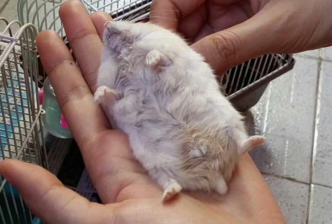 仓鼠老年鼠容易得的病,仓鼠真的有鼠病吗