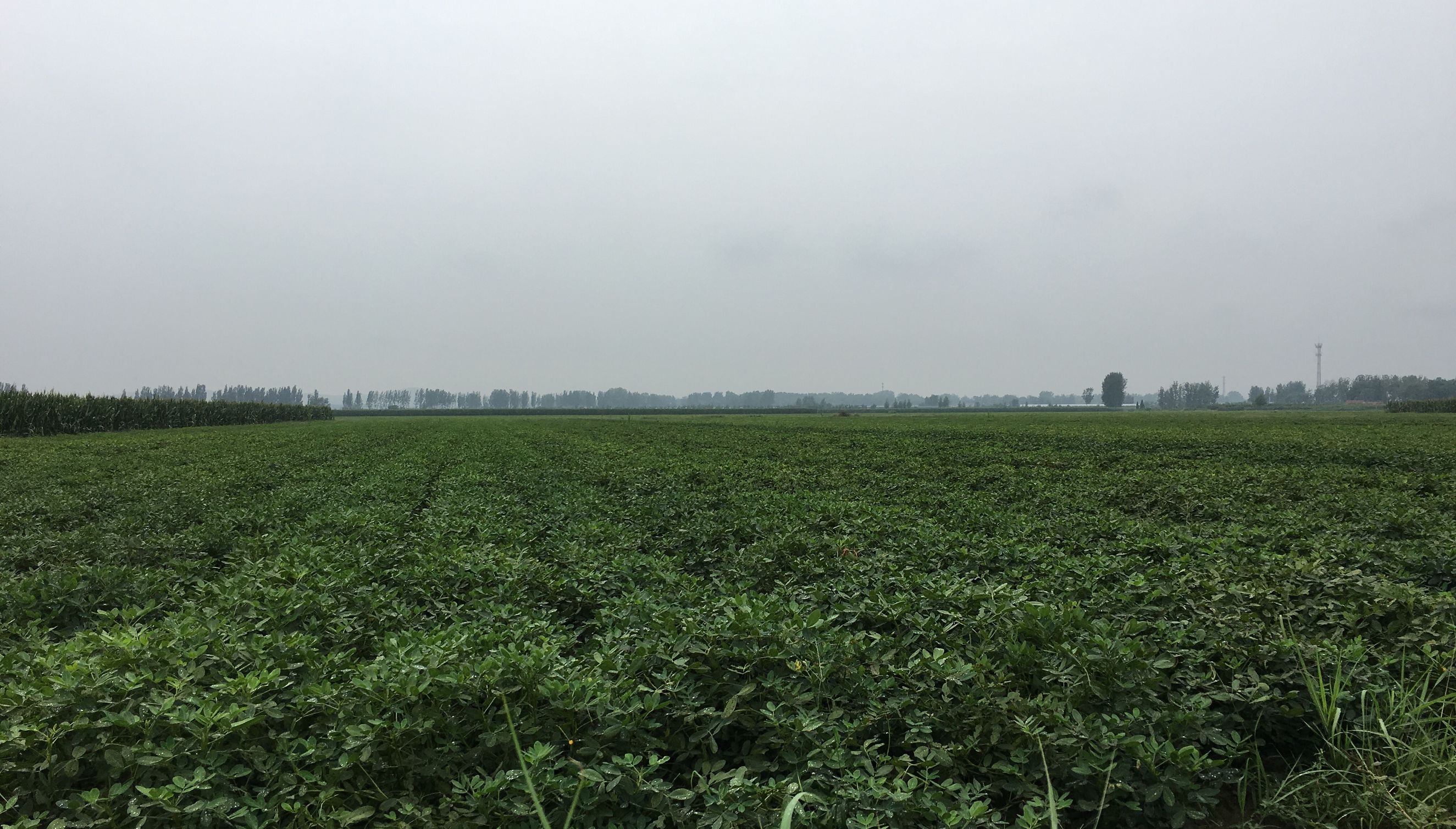 花生油是怎样榨出来的,花生油是怎么榨的