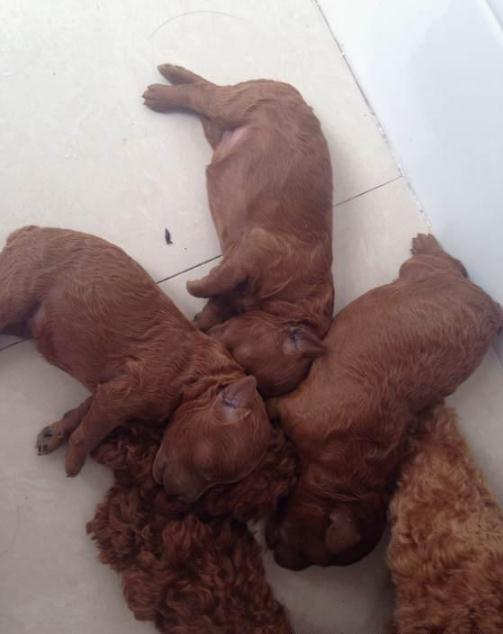 狗妈妈生4只小奶狗,狗妈生了14只小狗