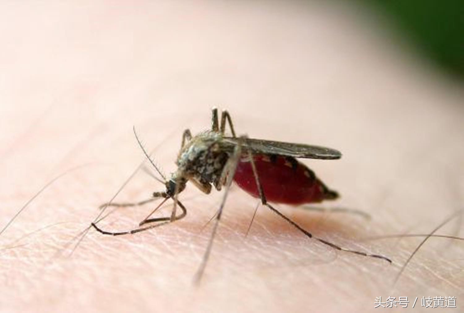 蚊子咬了艾滋病人还能传染吗,蚊子血会传染艾滋病吗