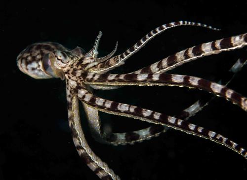 每个动物都有它的绝活,哪些动物有看家本领