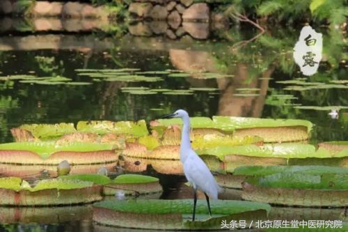 二十四节气白露高清图,二十四节气之白露儿歌