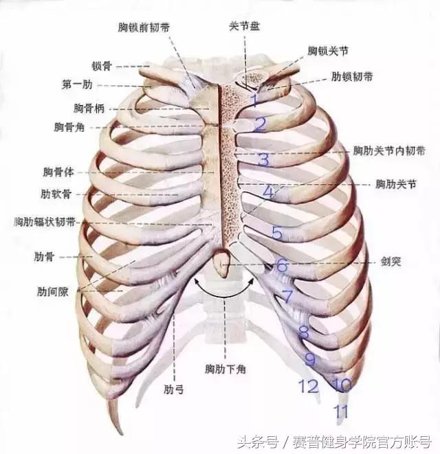 肋骨外翻穿塑身衣可以矫正吗,什么是肋骨外翻怎么矫正