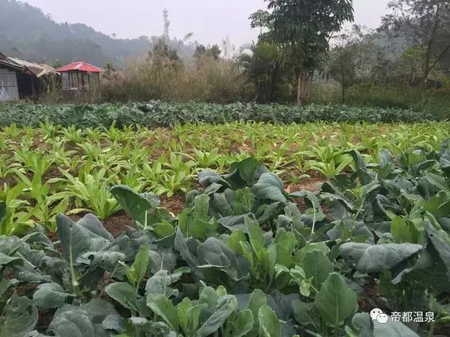 漂洋过海去泡你，这叫泡温泉，你那顶多叫泡澡！99%人是泡假温泉