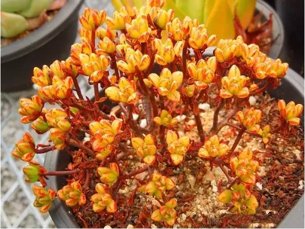 韩国多肉品种贵么,韩国多肉哪几种值得养